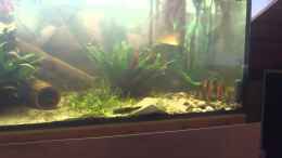 Video Prachtschmerlen schwimmen gegen Strömung von huigu (iRhdRdbILcA)