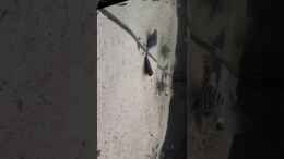 Video Eltern und Nachwuchs von Thomas De Vries (iTqLh3WwaOI)