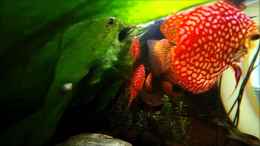 Video Video von Einrichtungsbeispiele.de von ehemaliger User (iUJzXyEcxsM)