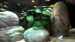 Video Nachwuchs Malawi von Malawi TOM von Malawi TOM (infnoe3Zf3A)