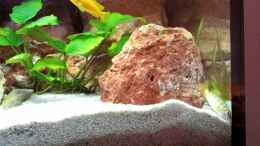 Video Saulosi Bock beim buddeln ;-) von Brownson (ipajlKs77B0)