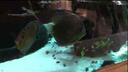 Video Diskus WF F1 Nachwuchs von Horst Sander (izWkiYGyoMk)