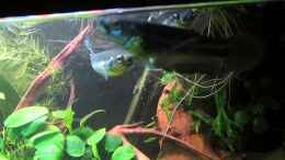 Video Betta ocellata von ehemaliger User (j4i2jgVj5Zs)