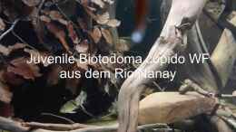 Video Stefan Pierdzig - Tauchgang im Rio Nanay - Teil 1 von ravaka (jIgSgsUtlGQ)