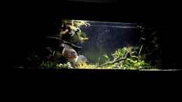 Video Piranha feeding von Cariba (jJRP0PhD1_E)