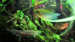 Video A New Hope von ehemaliger User (jN6XJNJR37o)