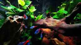 Video Mein Trigon 190 von Alex-ius (jVmPnj6aA7E)