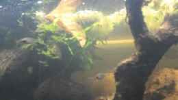 Video Two forest von lomarraco (jY-bL0NzfxM)