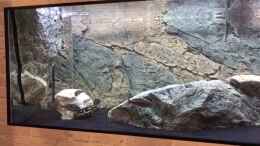 Video Erste Impressionen von meinen Räuber-Jungfischen von Manni (jf85Qn57k-g)