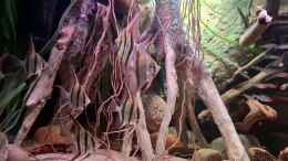 Video Altum biotope tank von Agua viva (jgLlYEAgCYg)
