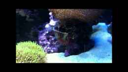 Video Dendrochirus brachypterus - Kurzflossen-Zwergfeuerfisch von .uschi (jk9hR6g4Ygc)