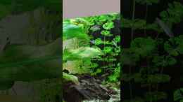 Video Knurrender Gurami II von Pegnitz (jmOL56s4SaI)