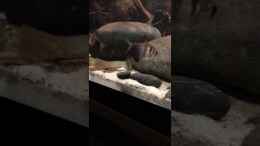 Video Hase - Mädchen - Pommes von NaMo (joD-zYRpxJ4)