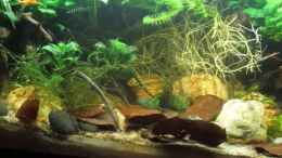 Video Afrikabecken von okefenokee (jq2qrxKyL-0)