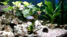 Video meine neuen fische sind da! von Robert Ludwig (juSodFy4CVw)