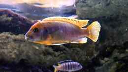 Video Idotropheus Sprengarae von African Lake (jwAps9Xc2a4)