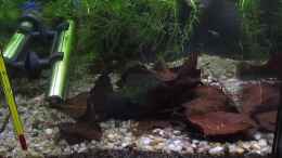 Video Nachwuchs Imbellis 1 von okefenokee (k4vKK-KrgJ0)