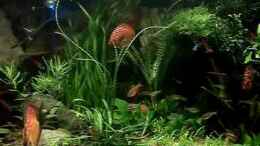 Video mein Diskusbecken am Abend von ehemaliger User (k7y7v3axL1I)