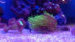 Video Briareum violaceum von Junglist (kDr793QKz5M)