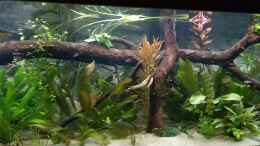 Video Stand vom 6.3.2019 von Woidma (kKNxS7ezT4M)