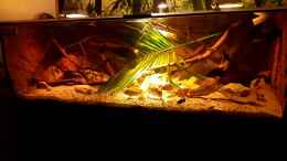 Video Central Park von Leo-FAN (kSijDbcrnvE)