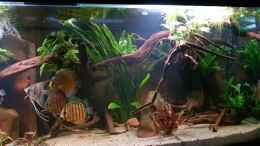 Video Wurzeldickicht in der Abendämmerung von ravaka (kWiZHDkpOAs)