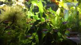 Video 29.09.2019 Unterwasserwelten in Amazonien von herkla (kgi8uonSWYE)