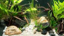 Video Asienbecken nach Umgestaltung von okefenokee (klM01NL09js)