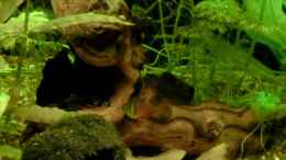 Video Einblick 2 von . (klV3i6_lt3g)