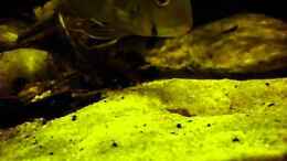 Video proximus Nachwuchs von die Perle... (km7959GNiLM)