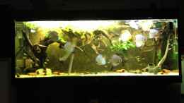 Video Mein Diskusaquarium von Thomas S-H (kxgGjbBLVFY)