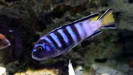 Video Ps. Elongatus Mpanga von African Lake (l348WSQpVFc)