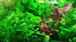 Video Mein kleines Amazonas Scape von odin 68 (l5zXEHxguFE)