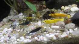 Video Streit ums Futter 1 von okefenokee (lFvkwNVJGMU)