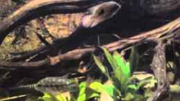 Video EB Big Buddies of S.A. - Part 3 von GGuardiaNN (lGFBXEgys1g)