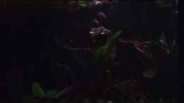 Video La Plata Algensalmler "Kommunikation" von SaMü (lOCmbasdE3k)