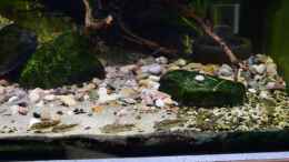 Video Aspidoras spilotus von Junglist (lQX4BQg9e98)