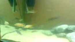 Video malawi von Ron Tscherner (lRTxQO_iUXA)