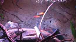 Video Mittelamerikanisches Flußbiotop von Leo-FAN (lT1uXy_CTkQ)