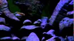 Video BLACKROCK PERLMUTT II von LaEy (lkzAV7VCCRI)