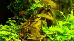 Video Poecilocharax weizmani von Mike St. (lmbykTuZOg4)