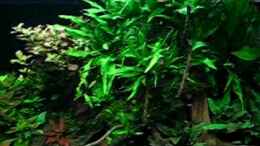 Video "Dwarfs of Asia" 340l Tank von -serok- (lmmNljT_dUc)