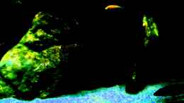 Video ??bergang in den Nachlicht Modus von Florian Bandhauer (lrLGqS0fDRk)