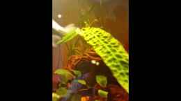 Video Nachwuchs3 von SvenDerGroße (lrZW9GRjL04)