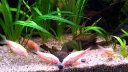 Video verführerische fischfütterung von Sebastian Philipp (lytwofXSaEg)