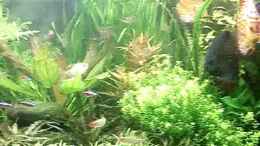 Video 15.01.2010 - Diskusbecken von ehemaliger User (m2lQgSdyS3I)