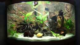 Video Fütterung Südamerika Gemeinschaftsbecken von 1887woeh (m4h7ScqfsXY)