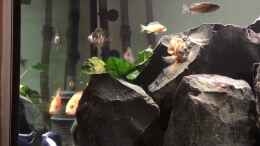 Video Malawi Becken von Stefan Neubert (mBp8kMXMw6k)