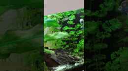 Video Knurrender Gurami I von Pegnitz (mD3KpNKaXtM)