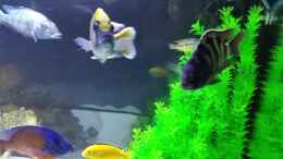 Video Becken am 26.1.18 von ehemaliger User (mEmaf2_-kTI)